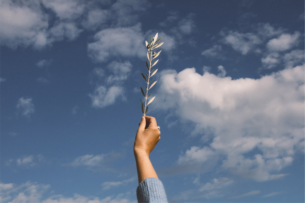 A hand raising an olive branch towards a blue sky